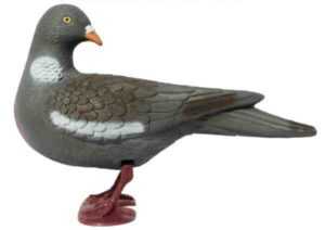 Pigeon à tête tachetée bleu-gris de Sverdlovsk : utilisations et informations sur la race