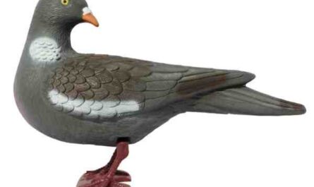 Pigeon à tête tachetée bleu-gris de Sverdlovsk : utilisations et informations sur la race