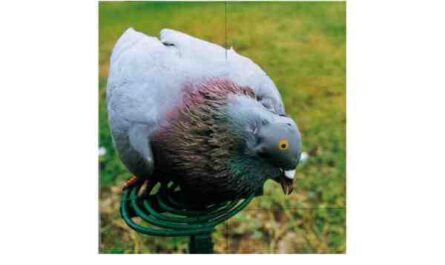 Pigeon casque : caractéristiques, utilisations et informations sur la race