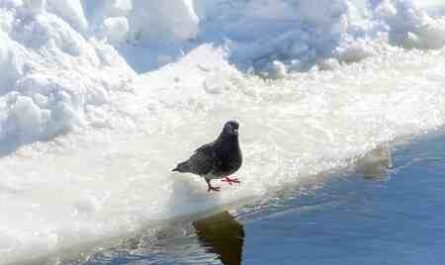 Pigeon de glace : caractéristiques, origine, utilisations et informations sur la race