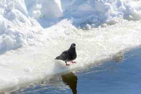 Pigeon de glace : caractéristiques, origine, utilisations et informations sur la race