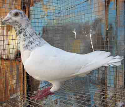 Pigeon Gola indien : caractéristiques, utilisations et informations sur la race
