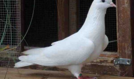 Pigeon iranien de haut vol : caractéristiques et informations sur la race