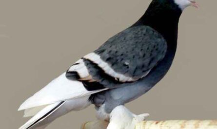 Pigeon moine saxon : caractéristiques, utilisations et informations sur la race