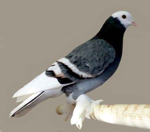 Pigeon moine saxon : caractéristiques, utilisations et informations sur la race