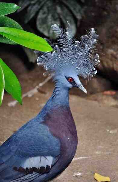 Pigeon royal : caractéristiques, origine, utilisations et informations sur la race