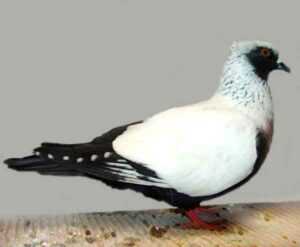 Pigeon Suabian danois : caractéristiques, utilisations et informations sur la race