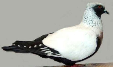 Pigeon Suabian danois : caractéristiques, utilisations et informations sur la race