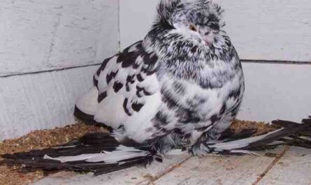 Pigeon trompette de Boukhara : Caractéristiques, utilisations et informations sur la race