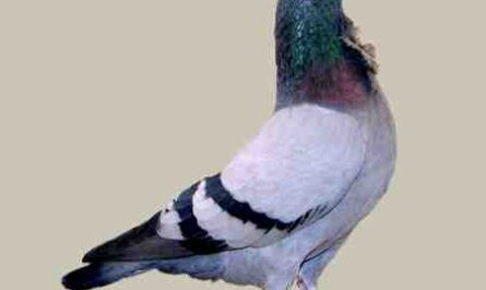 Pigeon valencien Figurita: Caractéristiques et informations sur la race