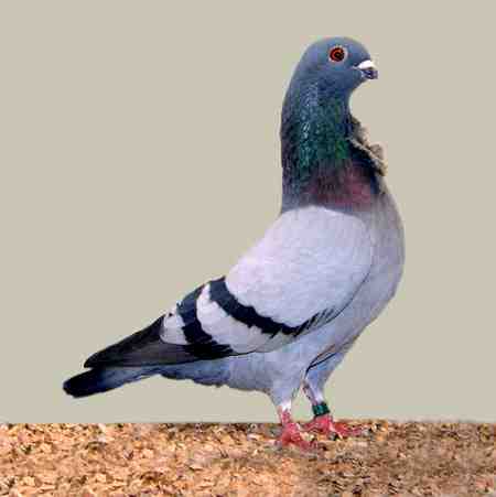 Pigeon valencien Figurita: Caractéristiques et informations sur la race