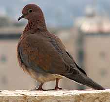 Pigeon véloce égyptien : caractéristiques, utilisations et informations sur la race