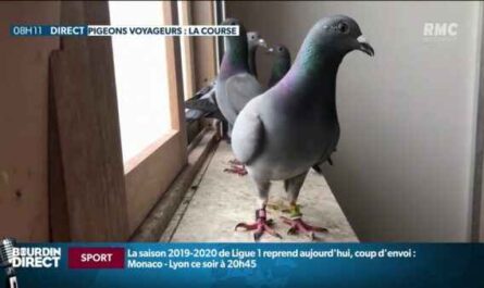 Pigeons voyageurs de course : différentes méthodes de pigeons voyageurs