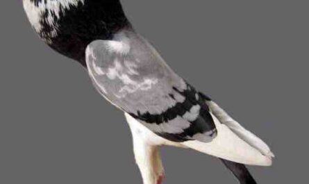 Pigmy Pouter Pigeon : Caractéristiques, utilisations et informations sur la race