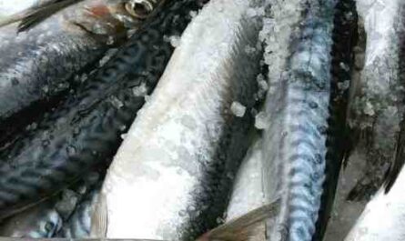 Poisson hareng de l'Atlantique : caractéristiques, régime alimentaire, reproduction et utilisations