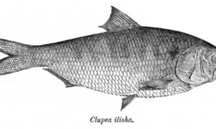 Poisson Hilsa : une espèce de poisson très précieuse au Bangladesh et en Asie du Sud