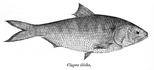 Poisson Hilsa : une espèce de poisson très précieuse au Bangladesh et en Asie du Sud