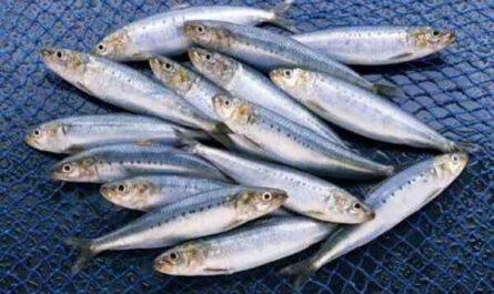 Poisson sardinelle de Madère : caractéristiques, régime, élevage et utilisations