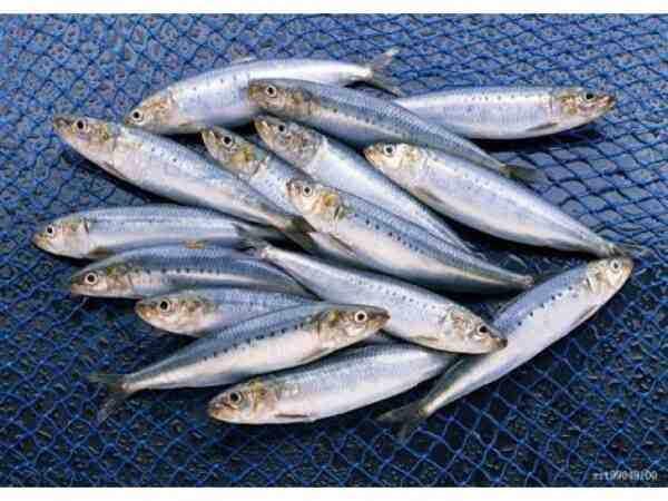 Poisson sardinelle de Madère : caractéristiques, régime, élevage et utilisations