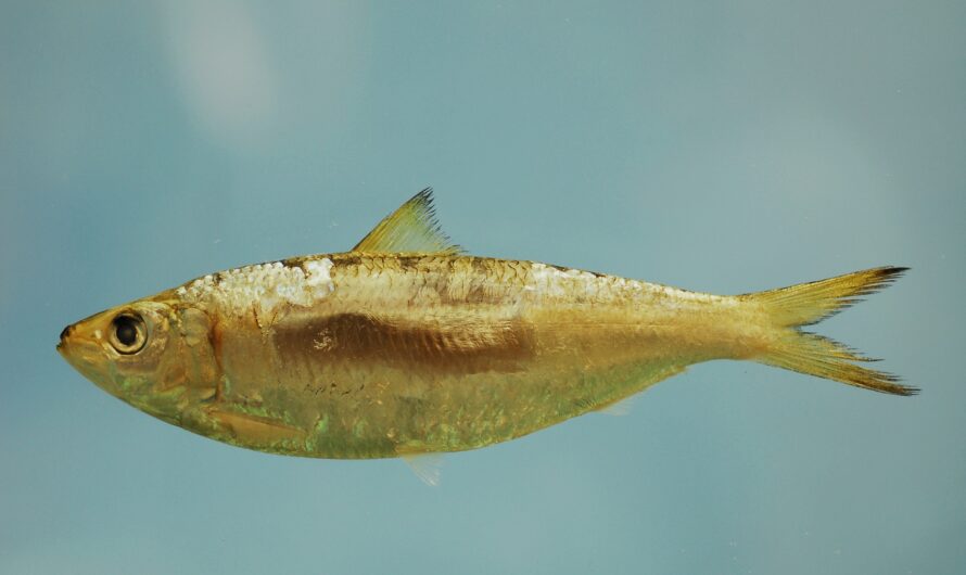 Poisson sardinelle rond : caractéristiques, régime, élevage et utilisations