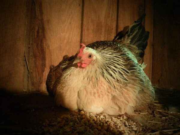 Poule couveuse : qu'est-ce qu'une poule couveuse et comment l'identifier