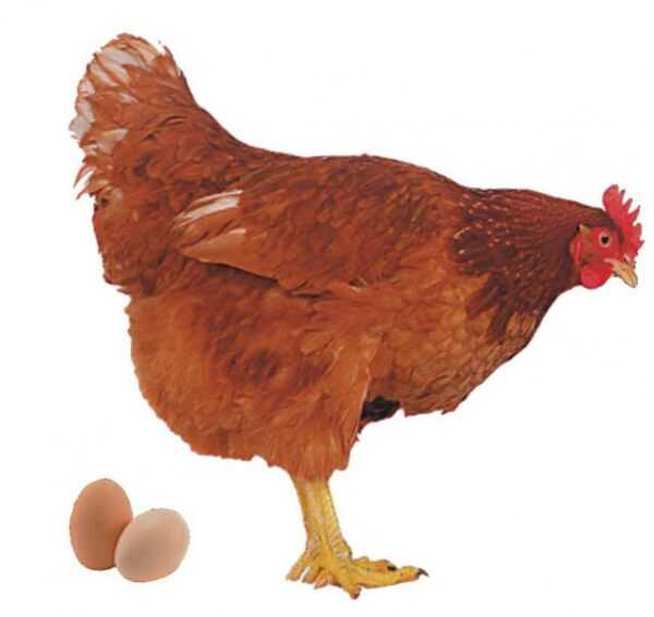 Poules qui pondent des œufs colorés : les races de poulets pondent des œufs colorés