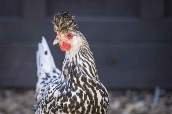 Poulet Appenzeller Spitzhauben : Caractéristiques, Tempérament & Informations sur la Race Complète