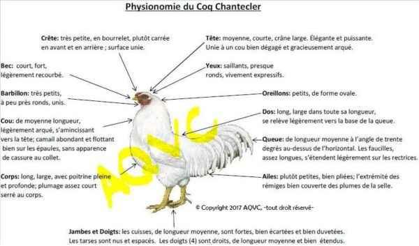 Poulet Chantecler : Caractéristiques, tempérament et informations sur la race complète