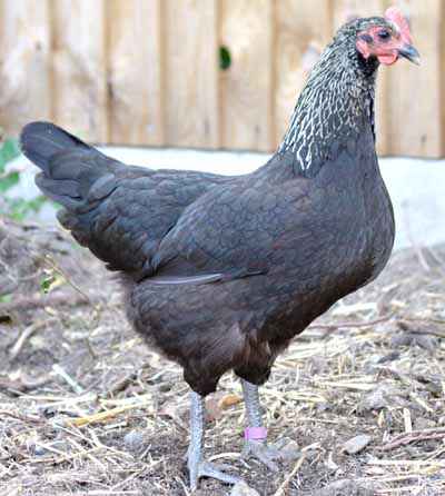 Poulet Norfolk Grey : Caractéristiques, Tempérament & Informations sur la Race Complète