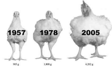 Poulets en croissance : qu'est-ce que les poulets en croissance et comment les élever