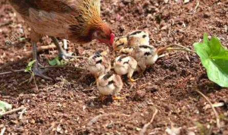 Prendre soin des poulets Silkie: Comment prendre soin des poulets Silkie