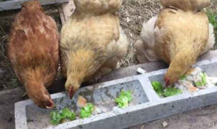 Que nourrir les poules pondeuses : Guide pour l'alimentation des poules pondeuses