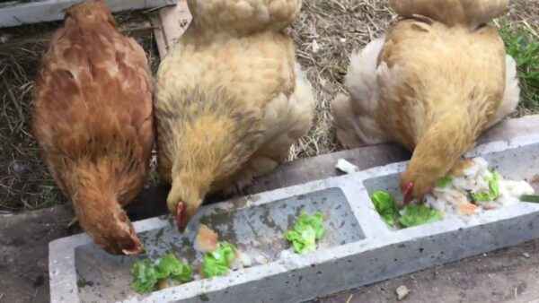 Que nourrir les poules pondeuses : Guide pour l’alimentation des poules pondeuses