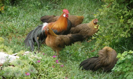 Race de poulet Phoenix: Caractéristiques, tempérament et informations complètes sur la race