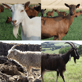 Races de chèvre à viande: 10 meilleures races pour la production de viande