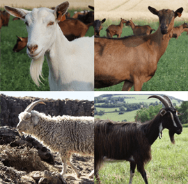 Races de chèvres laitières : 10 meilleures races pour la production laitière