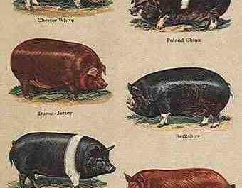 Races de porcs : meilleures races pour l'élevage de porcs