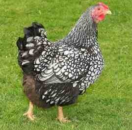 Races de volaille : Différentes races de poulet pour l'élevage