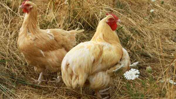 Races de volailles anglaises : types de poulets élevés dans le monde anglais