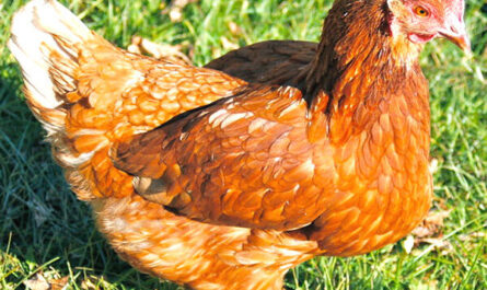 Red Shaver Chicken: Caractéristiques, tempérament et informations sur la race complète