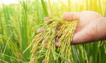 Riziculture : Comment le riz est-il cultivé (Guide du débutant)