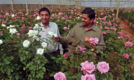 Culture des Roses: Culture commerciale de roses pour les débutants