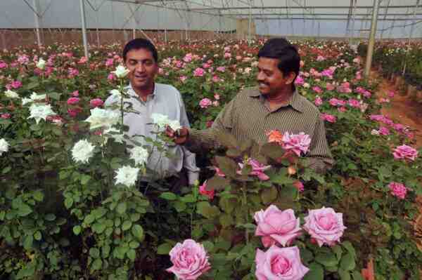 Culture des Roses: Culture commerciale de roses pour les débutants