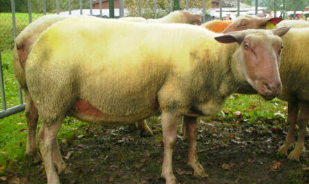 Rouge de l’Ouest Sheep: Characteristics & Breed Information