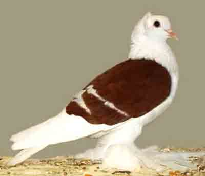 Saxon Shield Pigeon: Caractéristiques, utilisations et informations sur la race