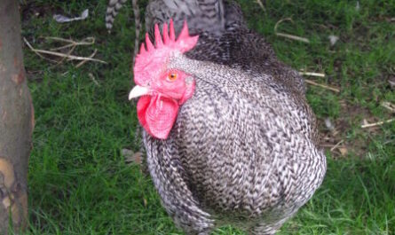Scots Grey Chicken: Caractéristiques, tempérament et informations sur la race complète