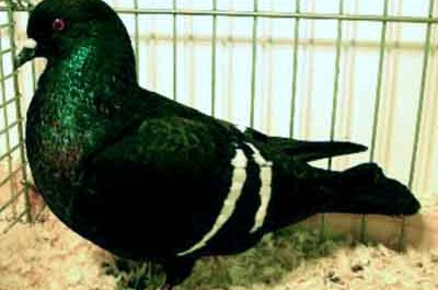 Starling Pigeon: Caractéristiques, utilisations et informations sur la race