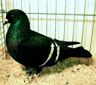 Starling Pigeon: Caractéristiques, utilisations et informations sur la race
