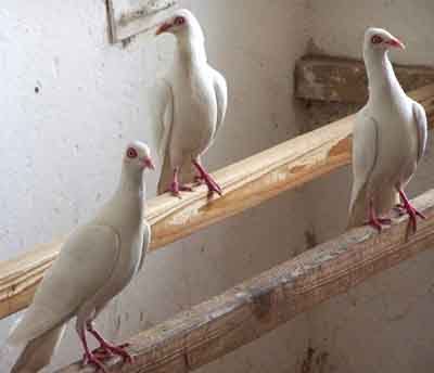 Stralsund Highflyer Pigeon : Caractéristiques, utilisations et informations sur la race