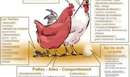Symptômes du poulet malade : comment identifier les poulets malades